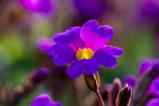 Blossom purple primrose flowers on a sunny day closeup photo Garden flowers of violet primula