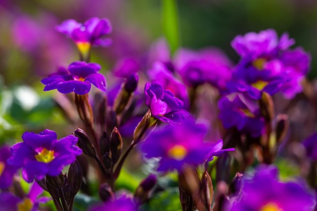 Blossom purple primrose flowers on a sunny day closeup photo Garden flowers of violet primula