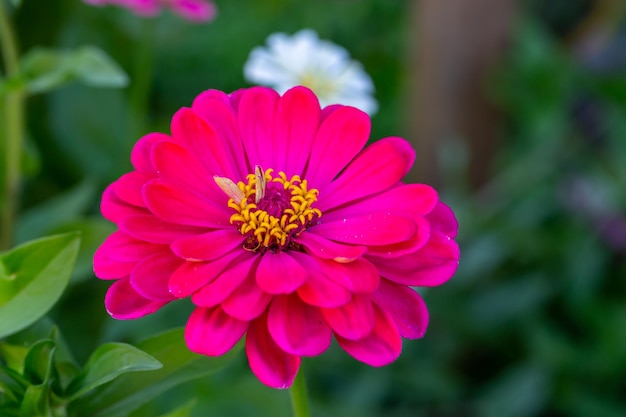 Blossom purple zinnia flower on a green background on a summer day macro photography.