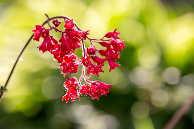 Blossom red Heuchera flower a on a yellow background in summertime macro photography