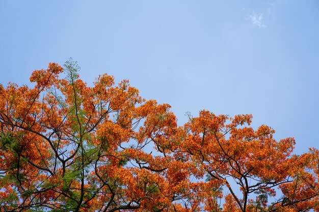 Blossom red Peacock flower against blue sky background