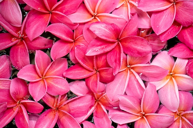 Blossom Red plumeria and frangipani background