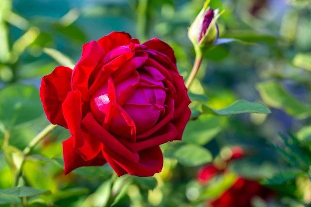 Blossom red rose flower macro photography on a sunny summer day