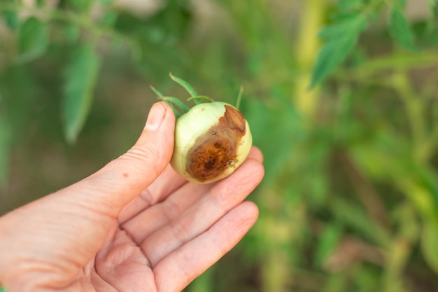 Blossom rot on a green tomato in a woman's hand Diseases of tomatoes and their care Selective focus