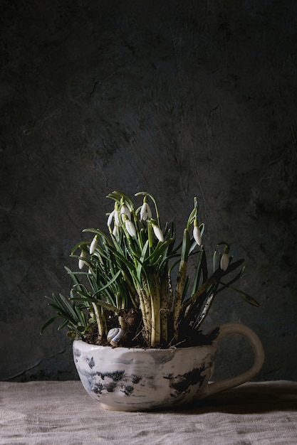 Photo blossom snowdrops flowers