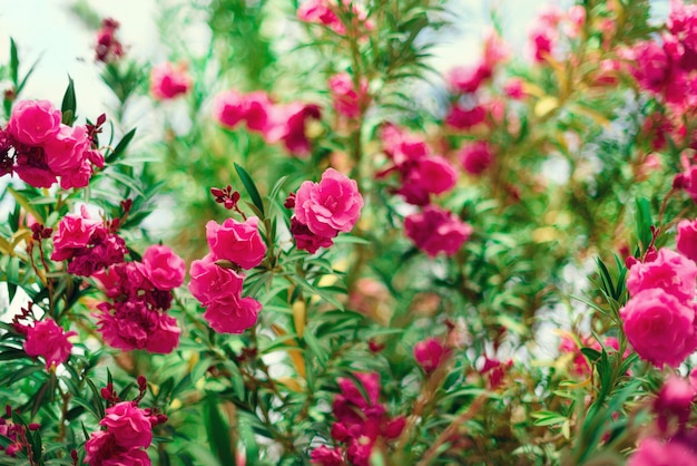 Blossom spring, exotic summer, sunny day concept. Blooming pink oleander flower or nerium in garden. Wild flowers in Israel. 