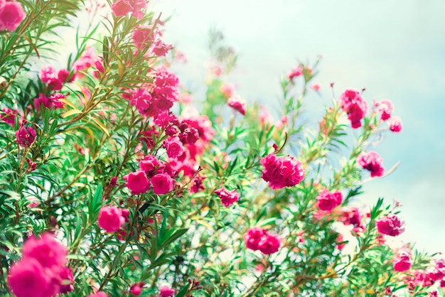 Blossom spring, exotic summer, sunny day concept. Blooming pink oleander flower or nerium in garden. Wild flowers in Israel. 