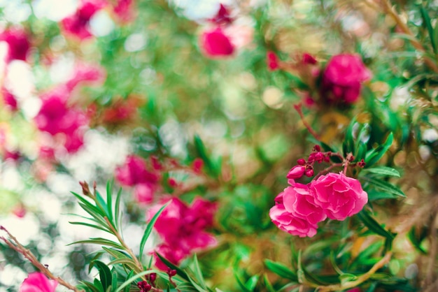 Blossom spring, exotic summer, sunny day concept. Blooming pink oleander flower or nerium in garden. Wild flowers in Israel. 