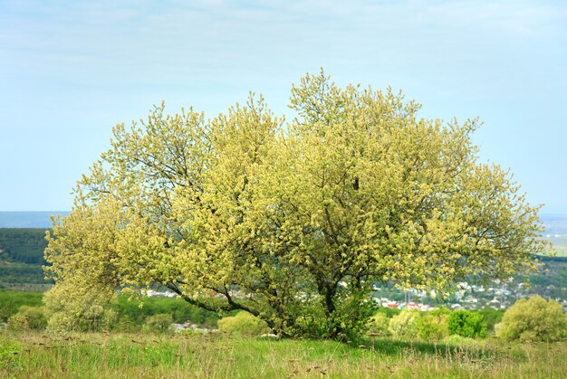 Blossom spring lonely tree on plateau above town