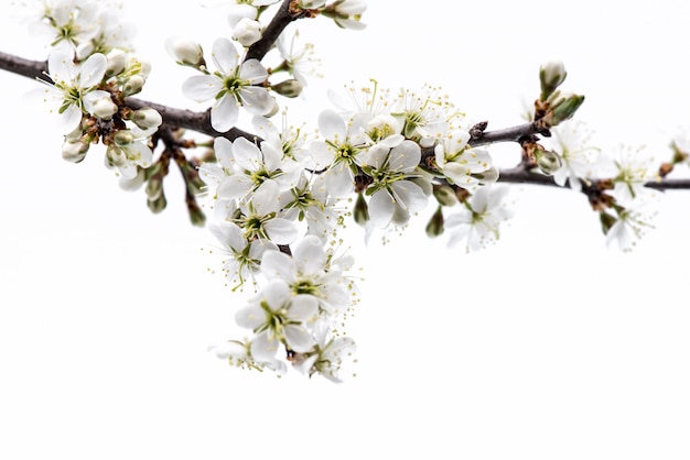 Blossom. Tree branch with cherry blossom isolated on white background.