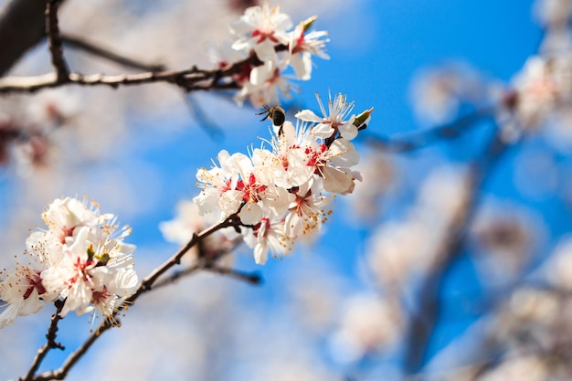 Blossom tree over nature background spring flowers spring background Blurred concept Natural background Apricot flowers