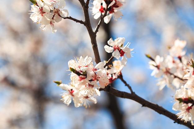 Blossom tree over nature background spring flowers spring background Blurred concept Natural background Apricot flowers