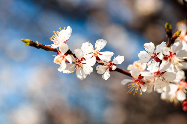 Blossom tree over nature background spring flowers spring background Blurred concept Natural background Apricot flowers