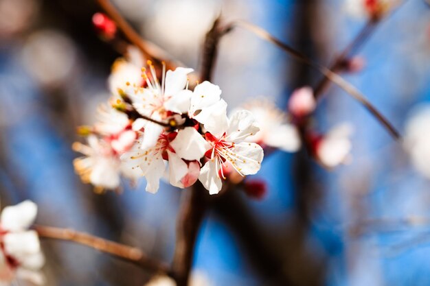 Blossom tree over nature background spring flowers spring background Blurred concept Natural background Apricot flowers