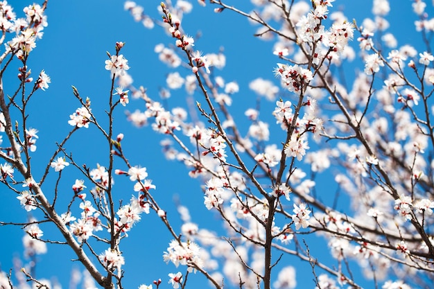 Blossom tree over nature background spring flowers spring background Blurred concept Natural background Apricot flowers