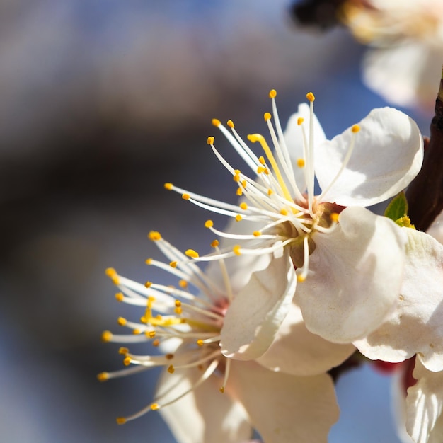 Blossom tree over nature background spring flowers spring background Blurred concept Natural background Apricot flowers