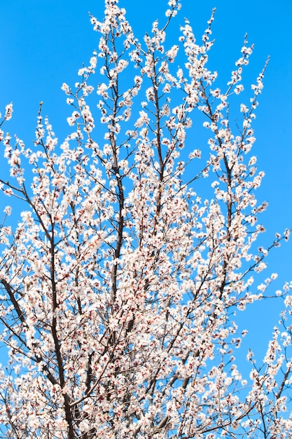 Blossom tree over nature background spring flowers spring background Blurred concept Natural background Apricot flowers