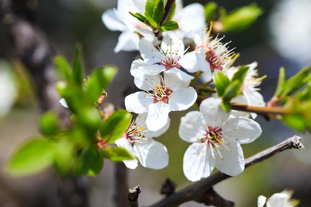 Blossom tree over nature background spring flowers spring background Blurred concept Natural background