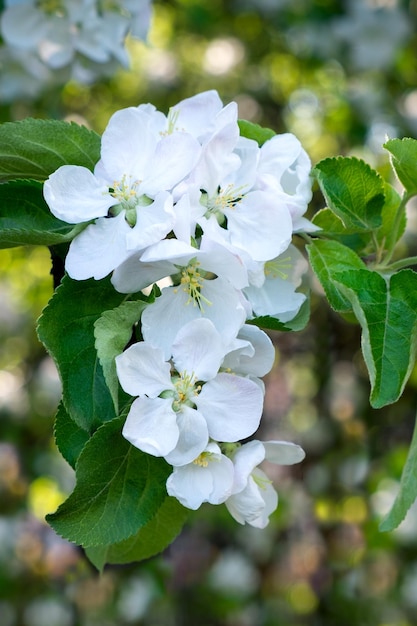 Blossom tree over nature background Spring flowersSpring Background