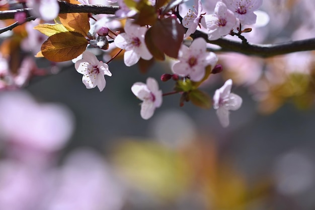 Blossom tree Nature backgroundSunny day Spring flowers Beautiful Orchard Abstract blurred background Springtime