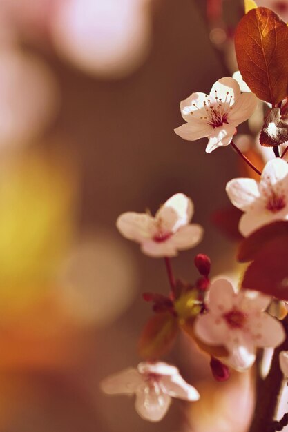 Blossom tree Nature backgroundSunny day Spring flowers Beautiful Orchard Abstract blurred background Springtime