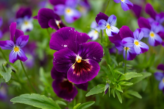 Blossom violet pansy flowers on a green background macro photography Wildflower with purple petals