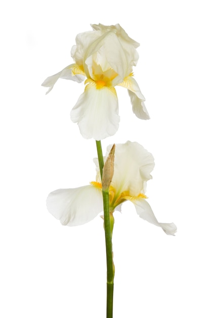 Blossom of white iris isolated on a white background