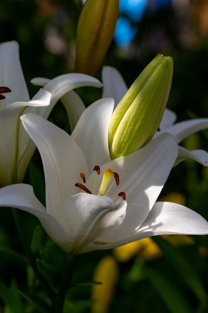 Blossom white lily flower in a summer sunset light macro photography.