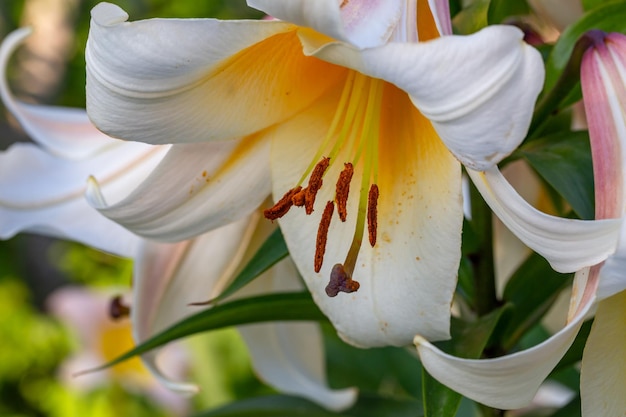 Blossom white lily on a green background on a summer sunny day macro photography.