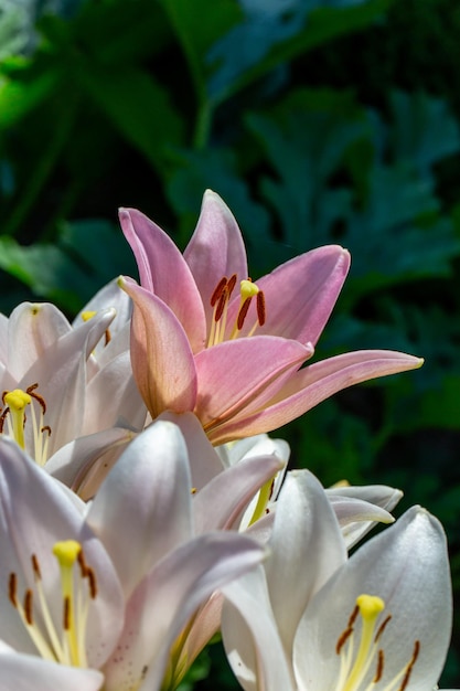 Blossom white and pink lilies in summer sunset light macro photography