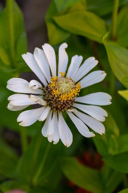 Blossom white zinnia flower on a green background on a summer day macro photography