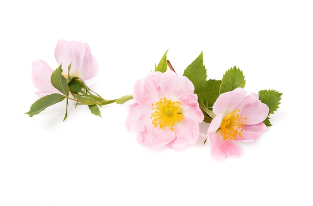 Blossom of wild rose isolated on white