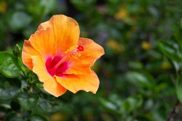 Blossom of yellow hibiscus flower on tree