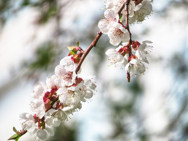 blossomed cherry tree white flowers