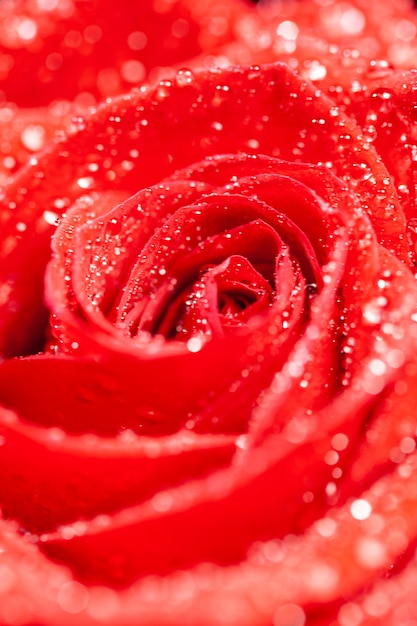 Blossomed red rose with sprinkled water on petals. Single red rose. Decorative flower.