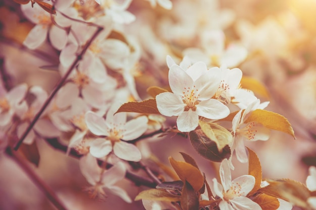 Blossoming apple orchard Spring nature background Branches with flowering apple flowers