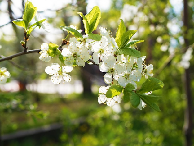 Blossoming apple tree branch in spring