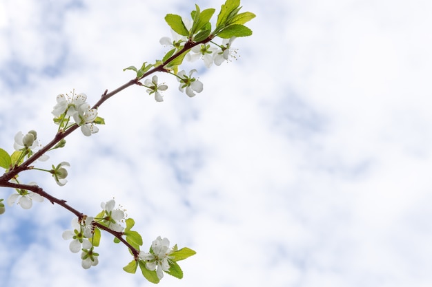 Blossoming apple tree close up shot against blue sky, copy space