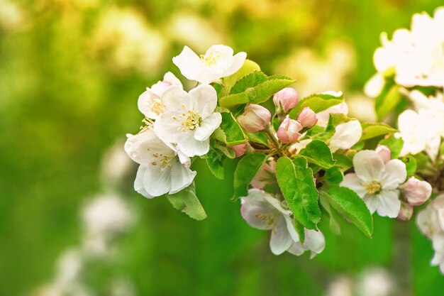 Blossoming of apple tree flowers over green nature background. Selective focus. Sun light effect