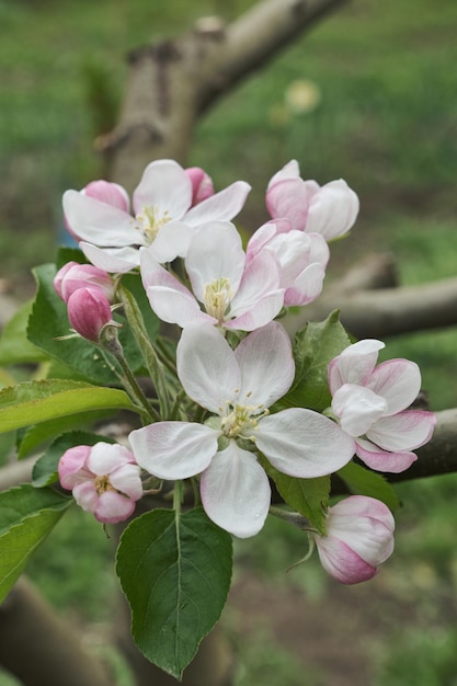 Blossoming apple tree