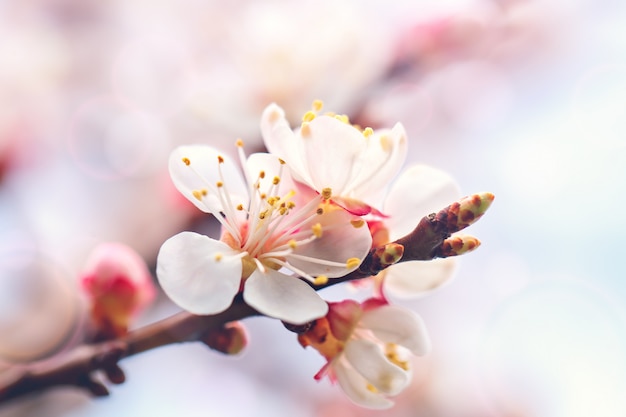 Blossoming of the apricot tree in spring time with beautiful flowers. Gardening. Selective focus.