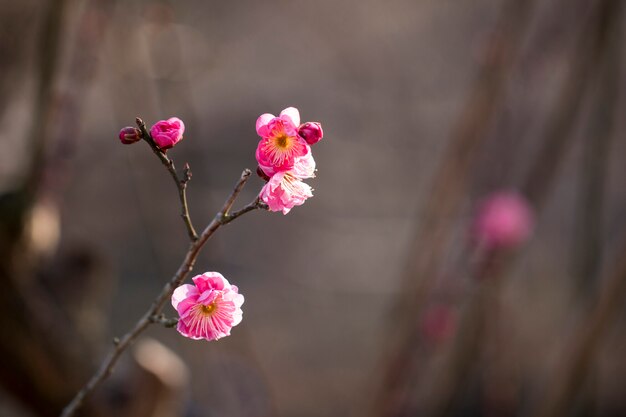 Blossoming of the apricot tree in spring time with beautiful flowers