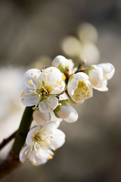 Blossoming of the apricot tree in spring time with beautiful flowers.