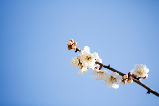 Blossoming of the apricot tree in spring time with beautiful flowers.