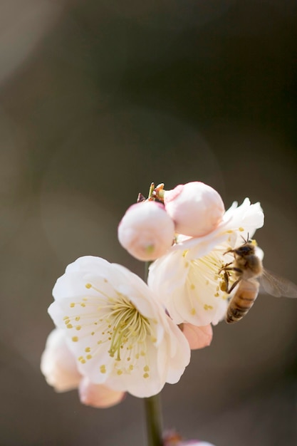 Blossoming of the apricot tree in spring time with beautiful flowersNatural seasonal background