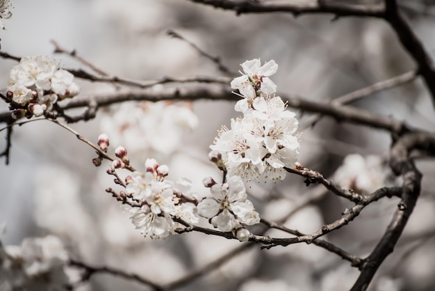 Blossoming of the apricot tree in spring time with white beautiful flowers. Macro image with copy space. Natural seasonal background.