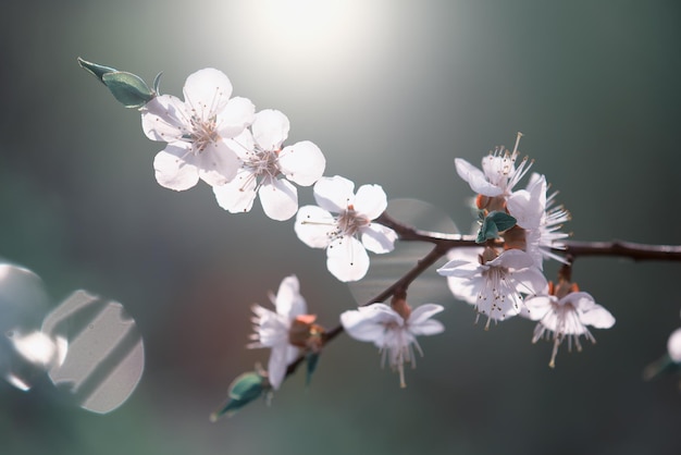 Blossoming of the apricot tree in spring time with white beautiful flowers Macro image with copy space Natural seasonal background