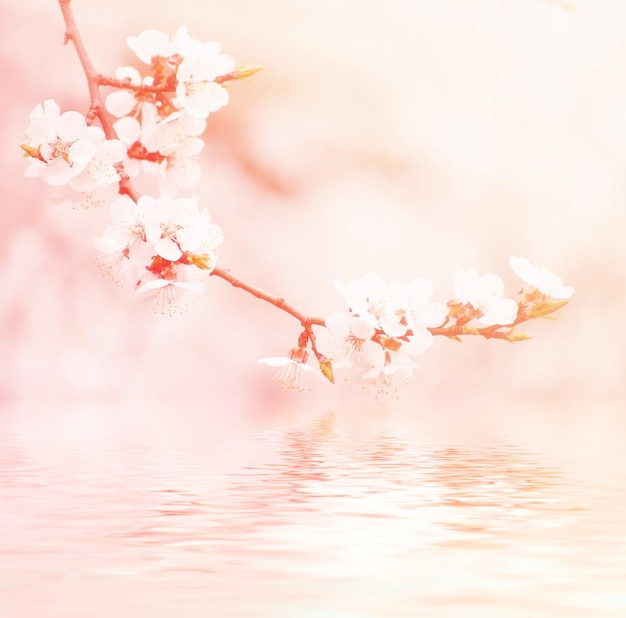 Blossoming of the apricot tree in spring time with white beautiful flowers Macro image with copy space Natural seasonal background