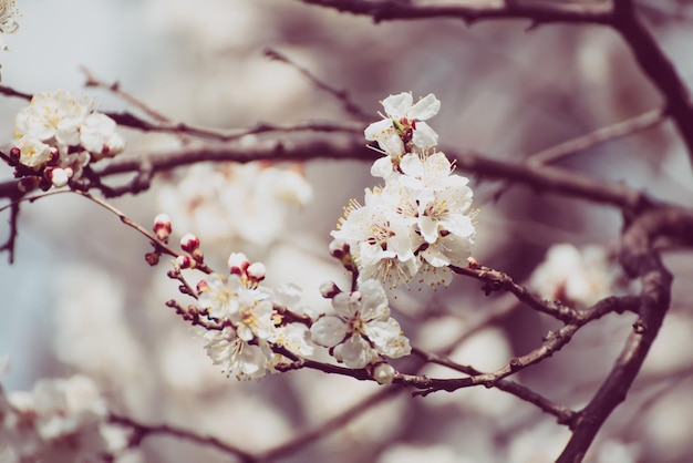 Blossoming of the apricot tree in spring time with white beautiful flowers Macro image with copy space Natural seasonal background