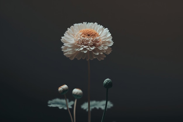 Blossoming beautiful single white chamomile flower Illustration AI Generative